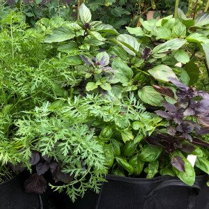 Basil mix