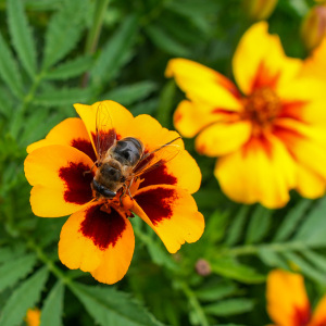 Bloemen
