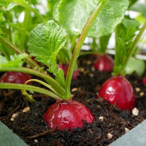 Giant Radish