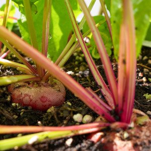 Chioggia beet