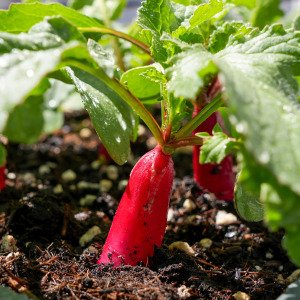 French radish