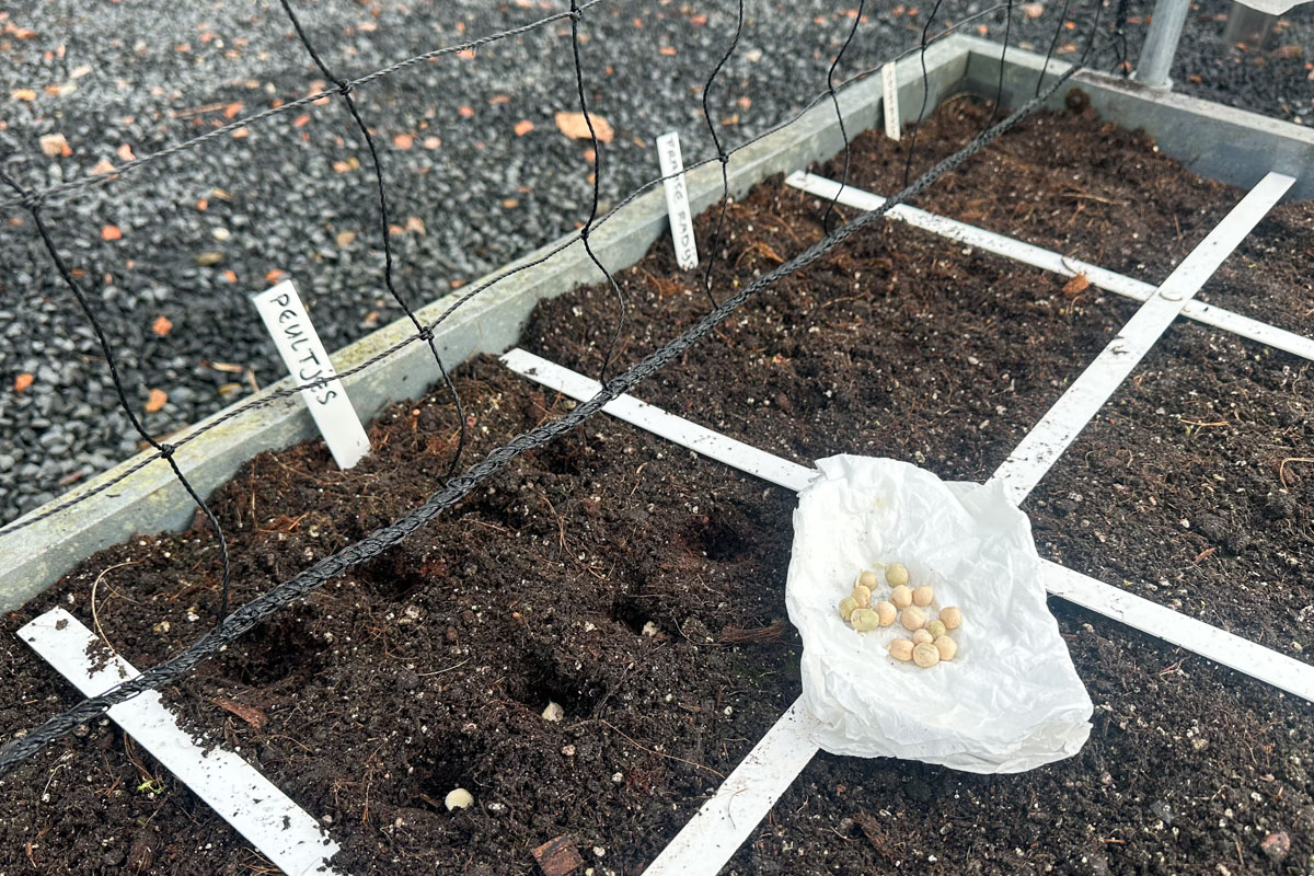 Begin maart: peultjes bij het klimrek, maar ook Franse radijs en spinazie.