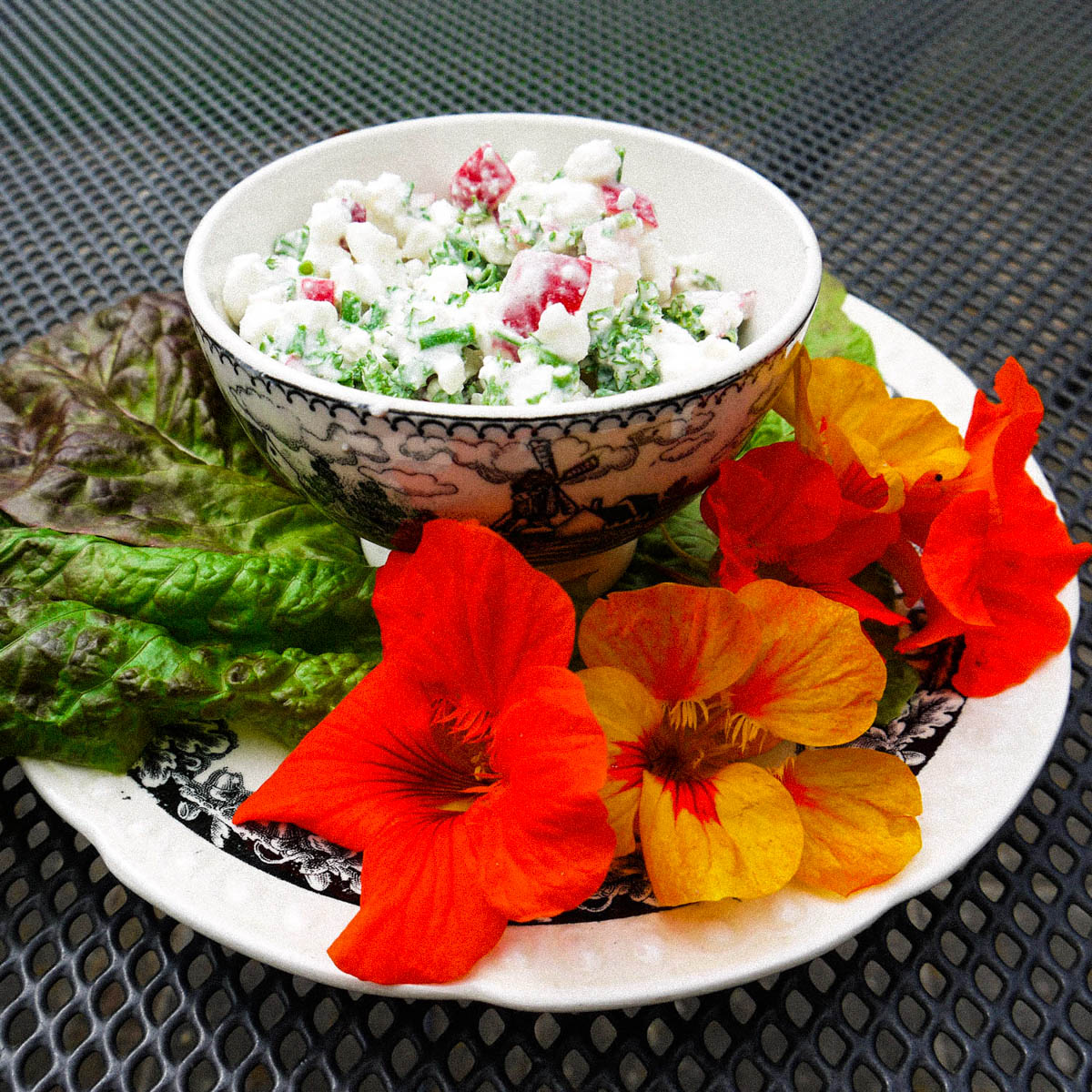 Salad with Indian cress from the Planty Garden