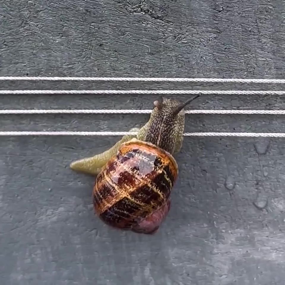 MM slug fence