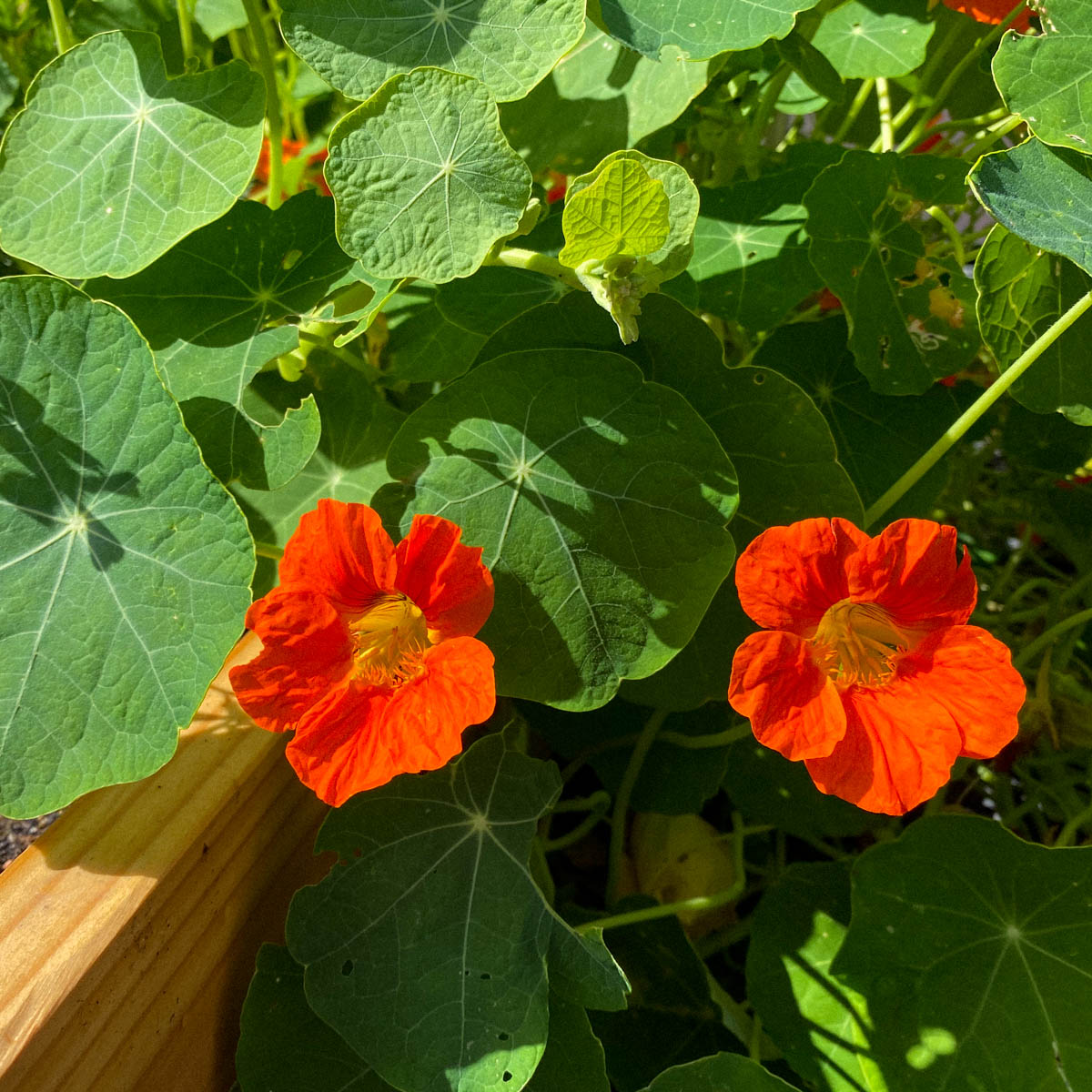 Oost-Indische kers in een Makkelijke Moestuinbak