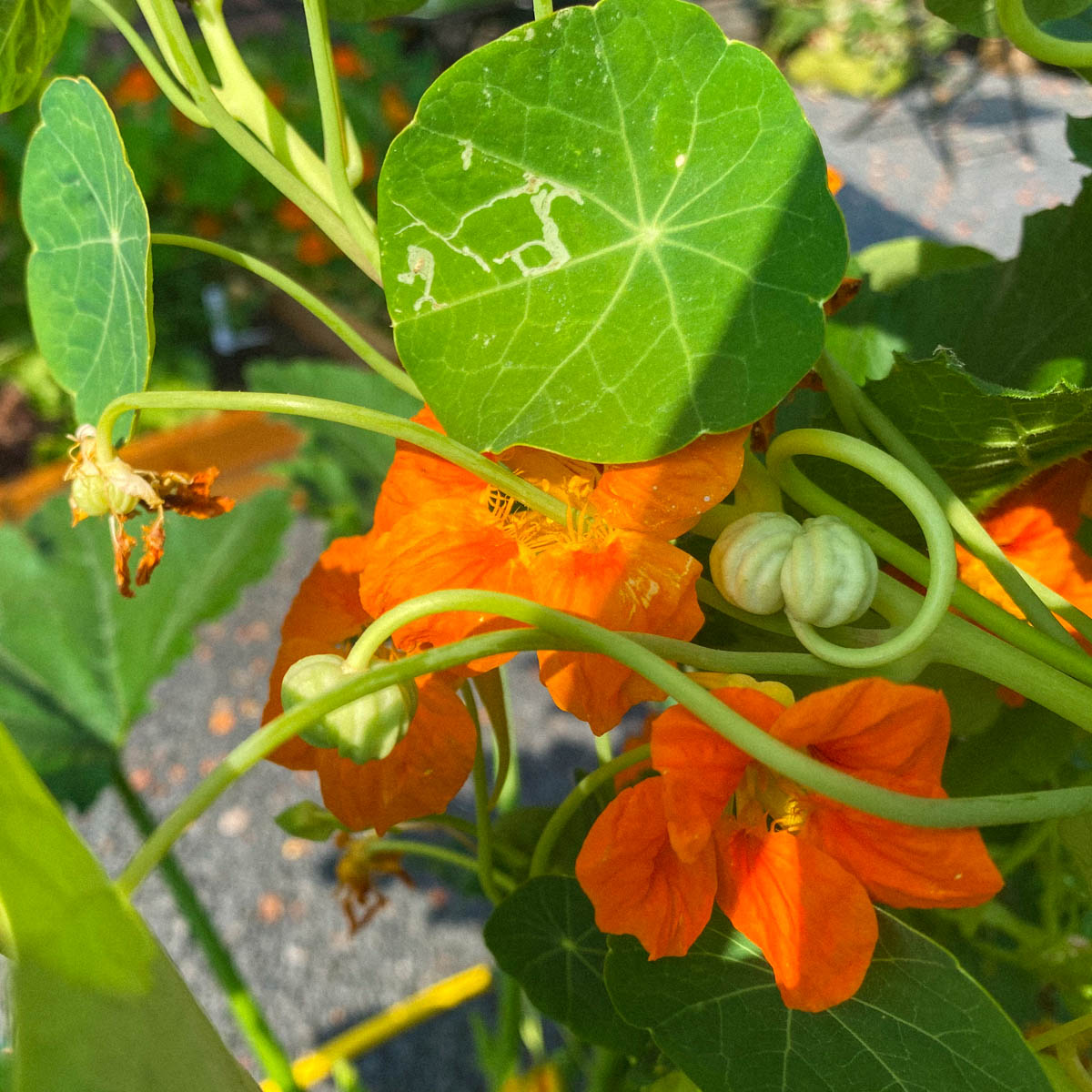 Indian cress flowers and seeds 