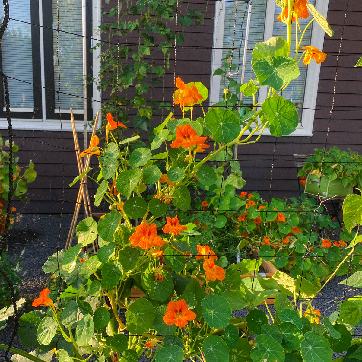 Indian cress on the trellis in a Planty Garden
