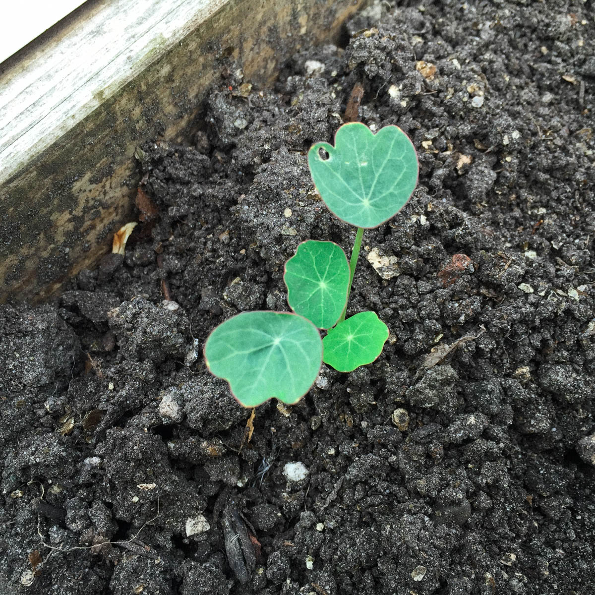 After thinning out your plants just leave one Indian cress in the patch