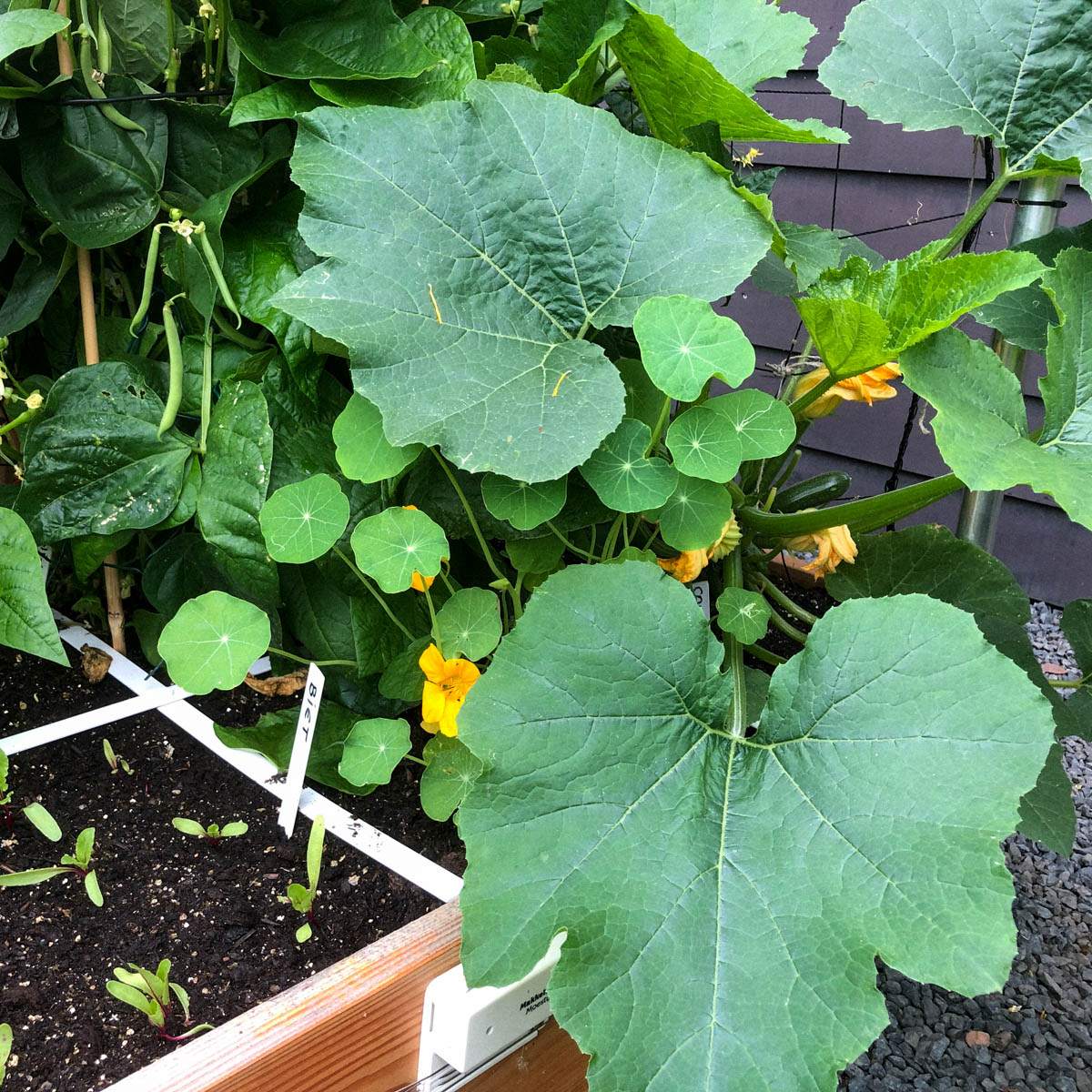 Indian cress near a zucchini plant in the Planty Garden