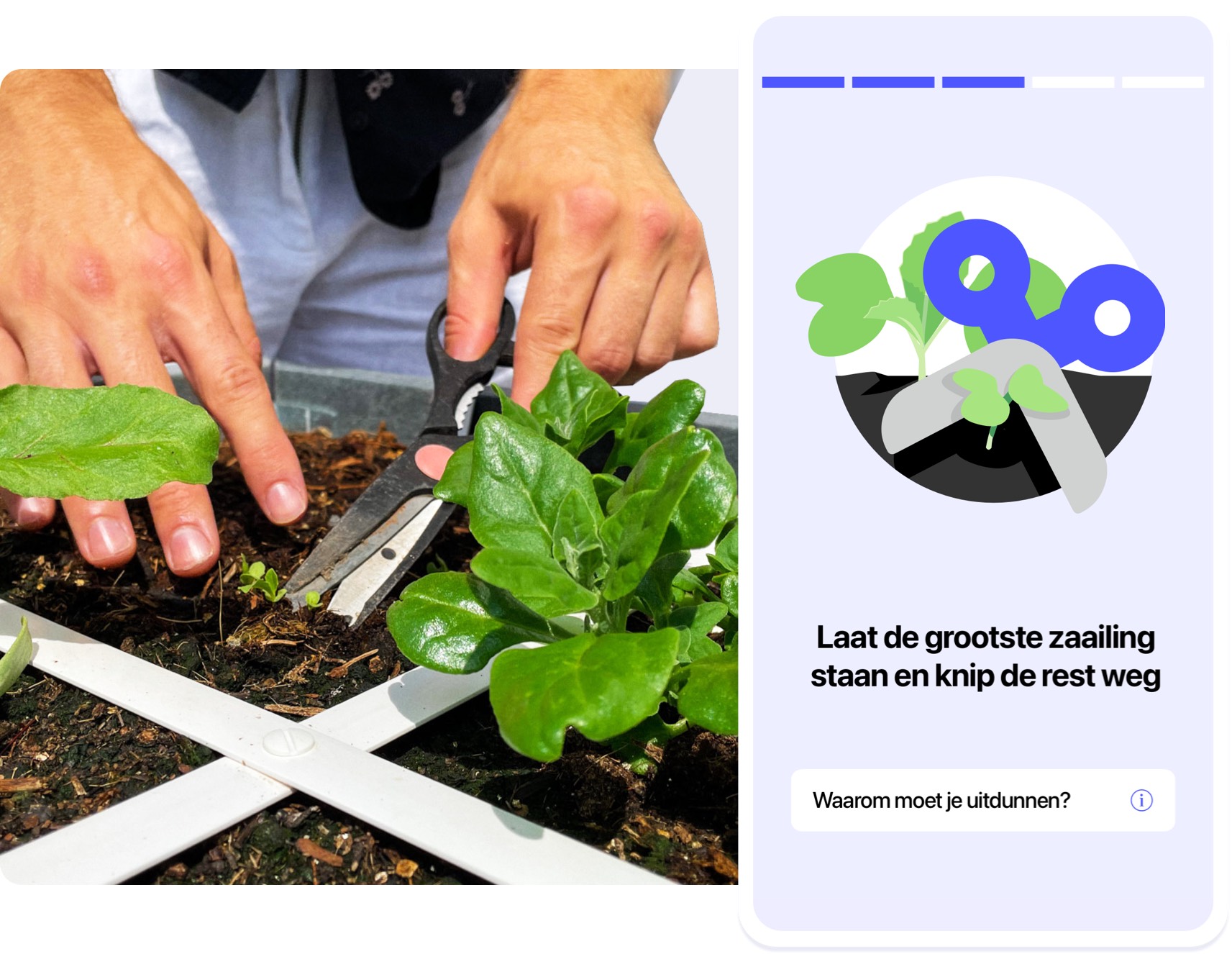 De Makkelijke Moestuin App vertelt je precies hoe je  zaailingen uitdunt.