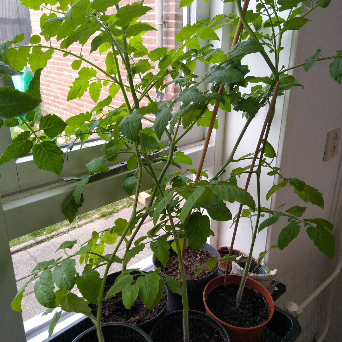 (Te) grote tomatenplanten op de vensterbank