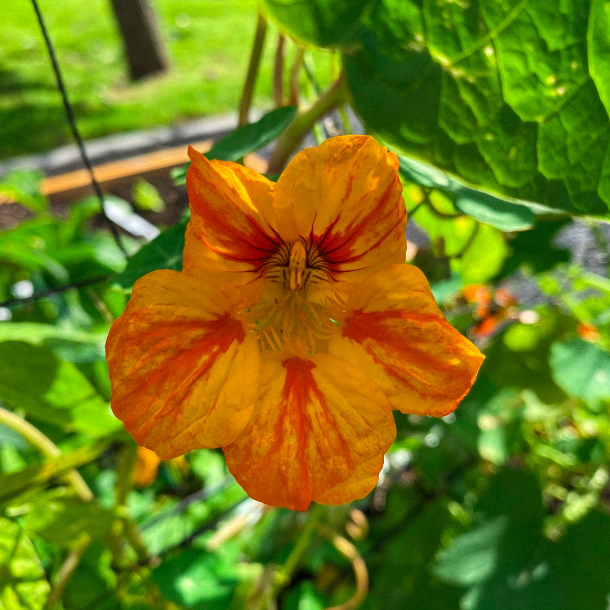 Indian cress flower in the Planty Garden
