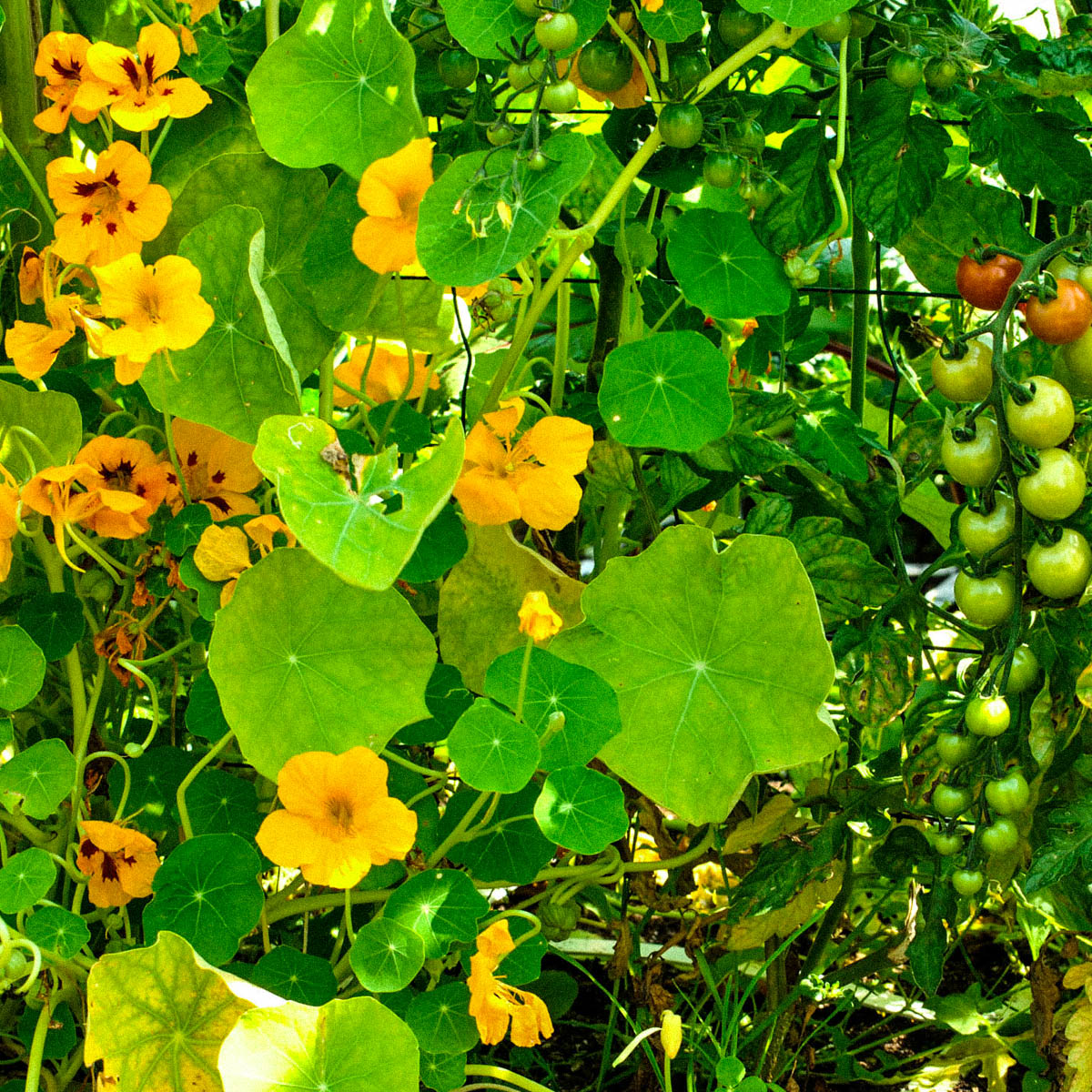 Mature Indian cress near the end of summer in the Planty Garden