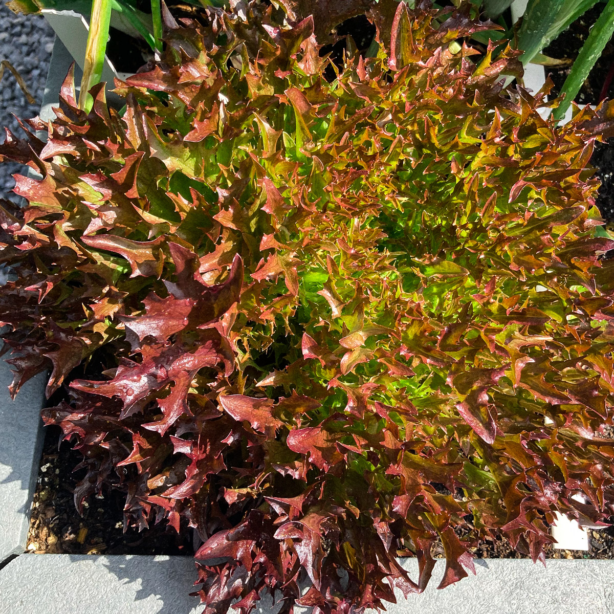 Large Crispy Salanova lettuce filling one square