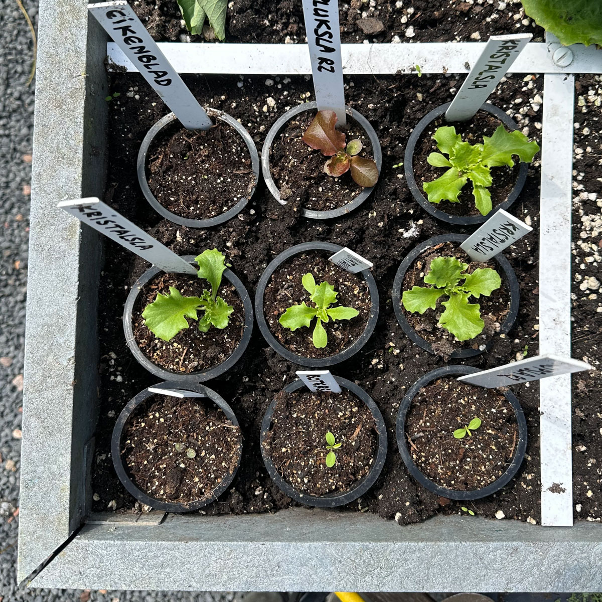Voorgezaaide plantjes: met z'n negenen in een vak.