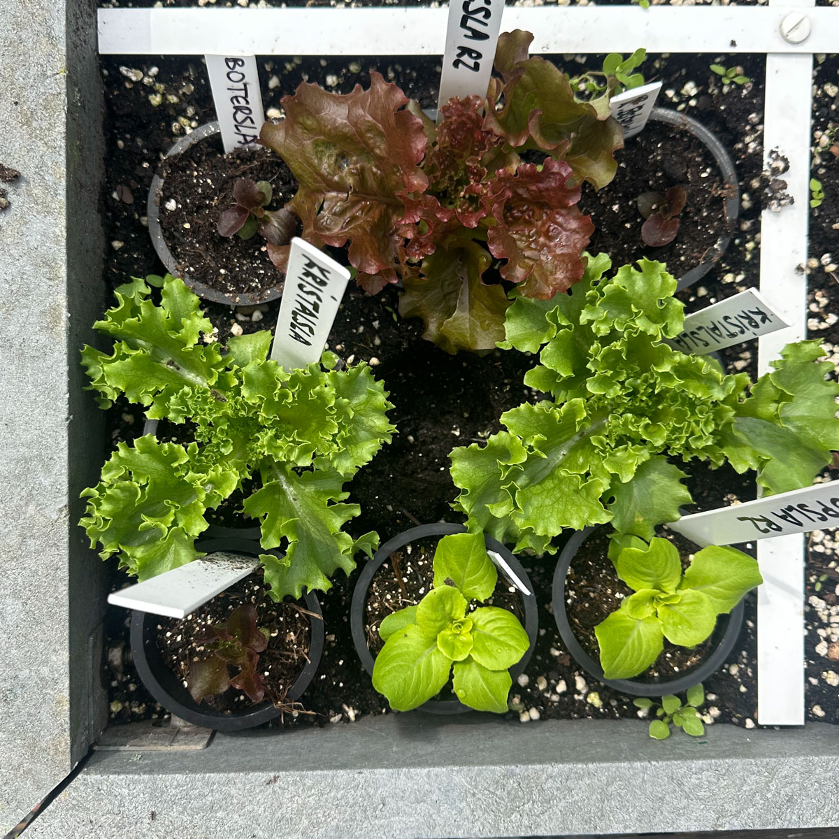 Several sturdy young plants ready to be planted into separate squares