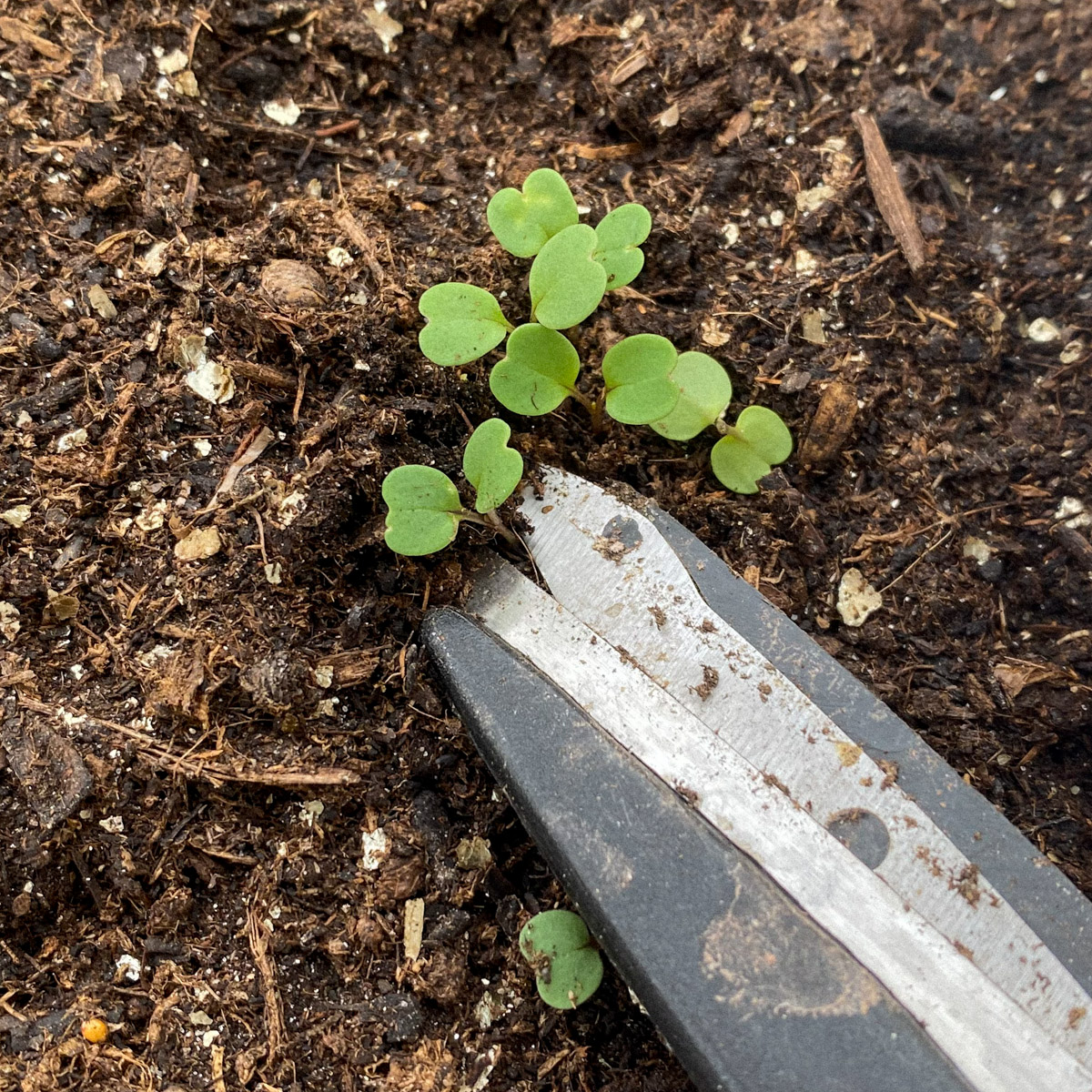 Zaailingen van de rucola.