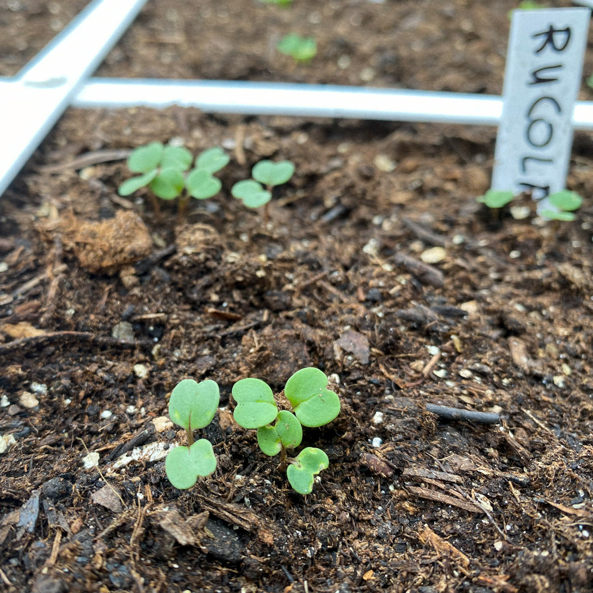 Young rocket seedlings