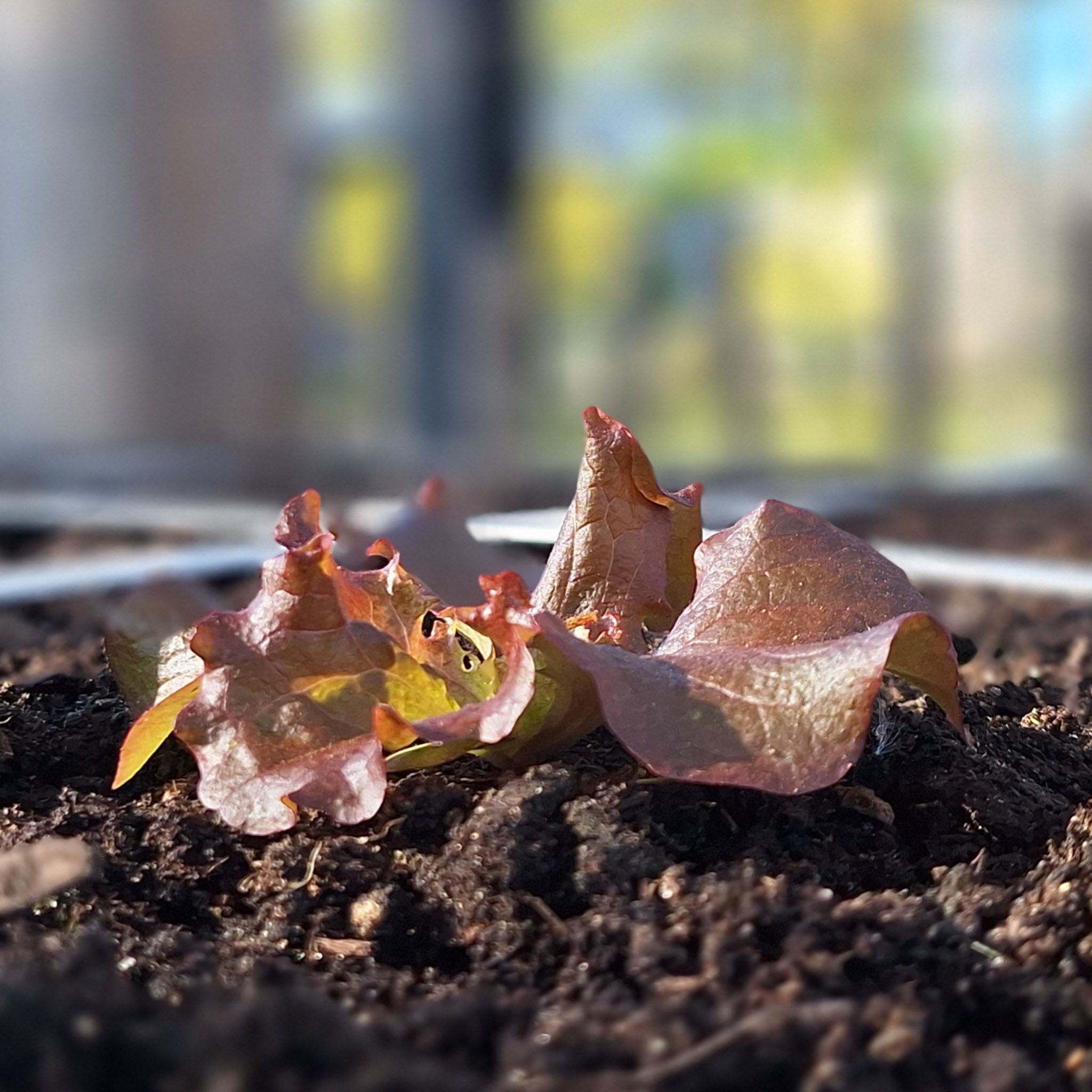Newly planted Red lettuce