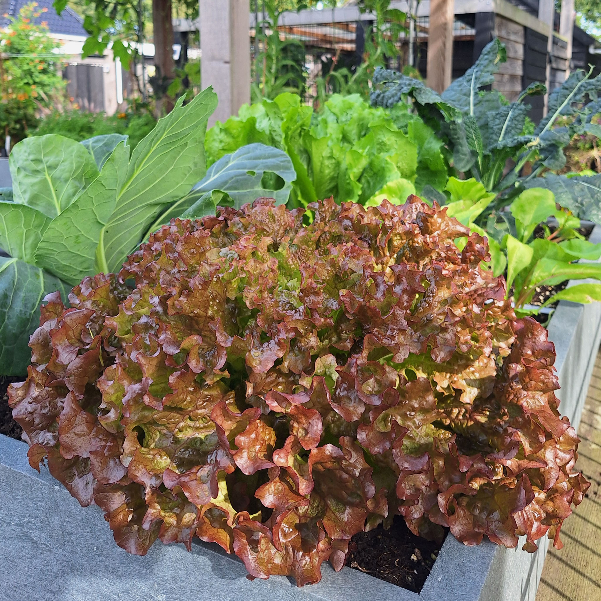Mature head of Red lettuce (photo SonjaMM)