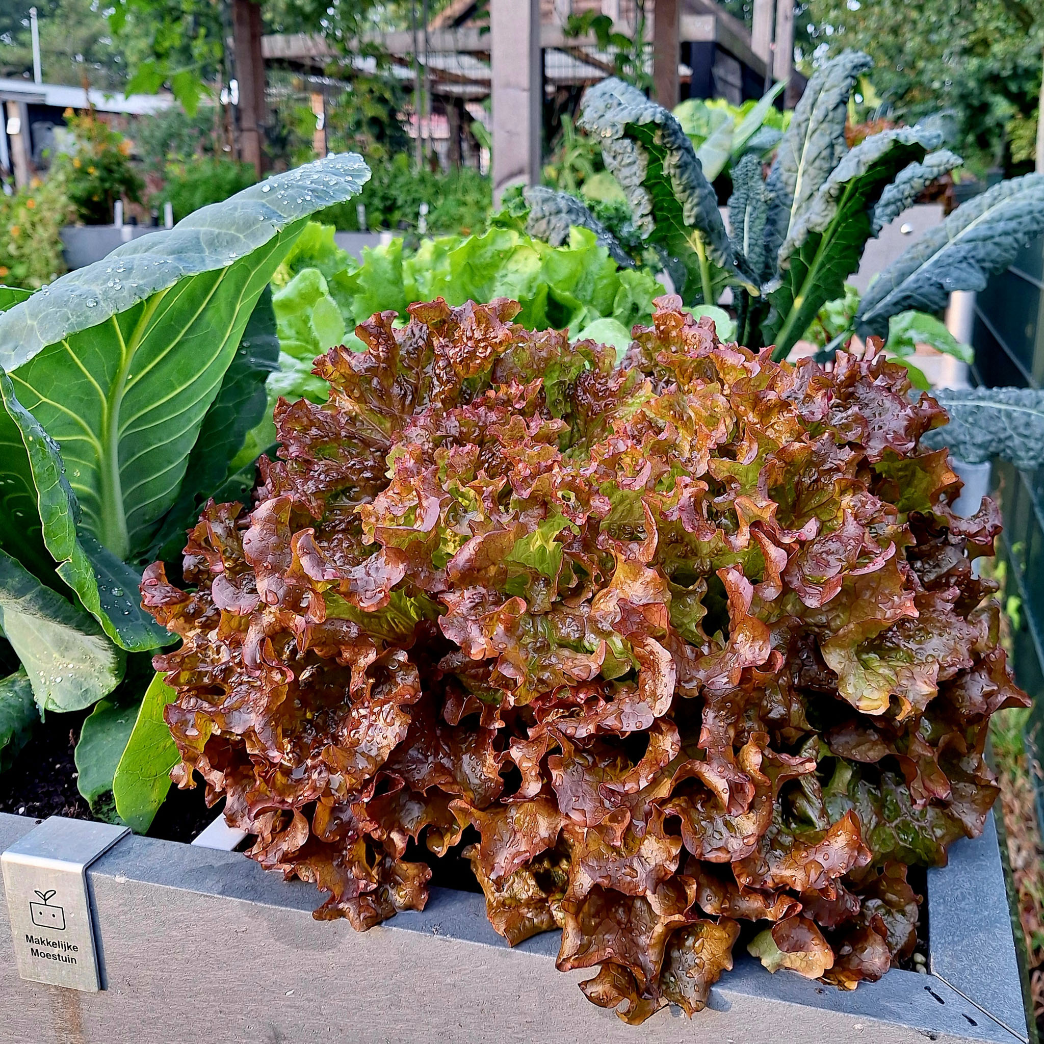 One head of Red lettuce eventually fills the whole square (photo SonjaMM)