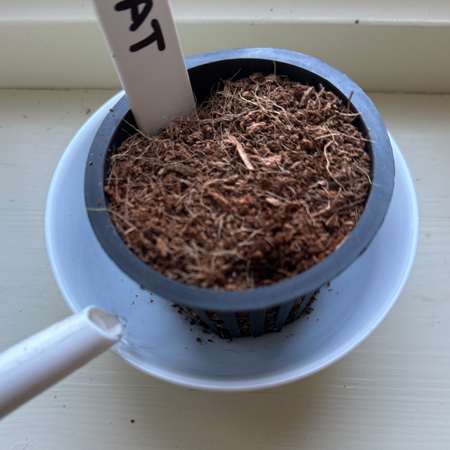 Put the air pots in a dish in the windowsill so they stay warm enough