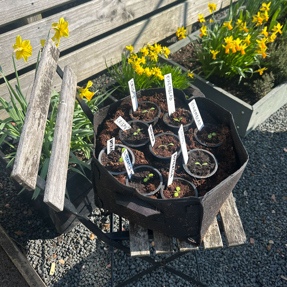 De eerste voorgezaaide pluksla-plantjes staan nu al lekker buiten.
