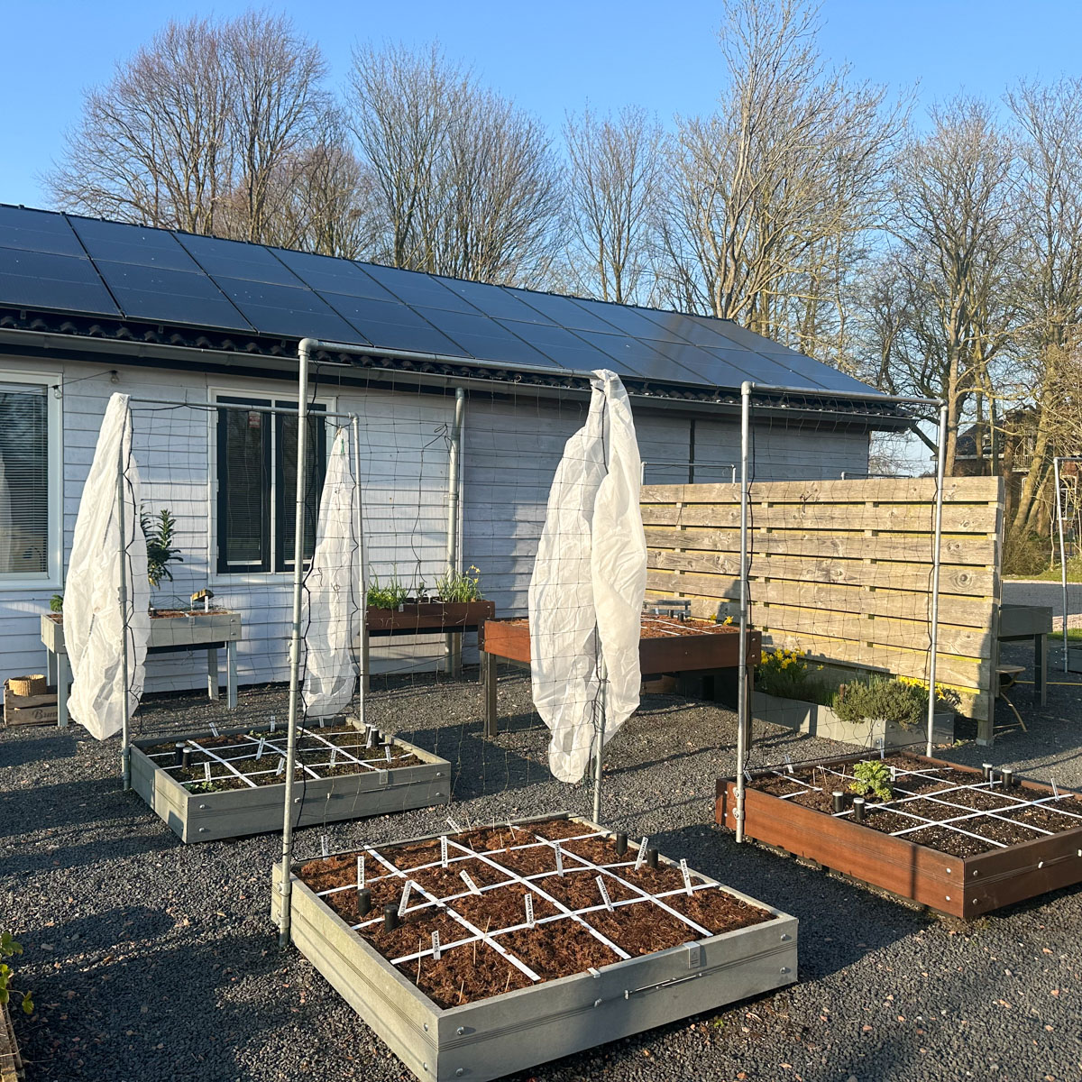 In de bomen naast onze tuin, zitten nu enorm veel roeken.