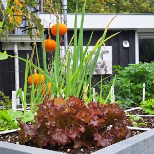 Red lettuce