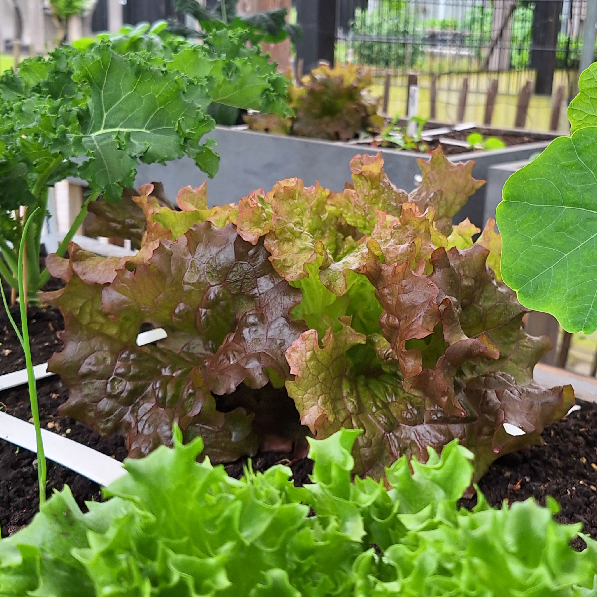 Red lettuce