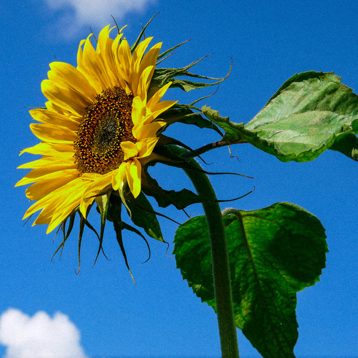The seeds of sunflowers are very healthy