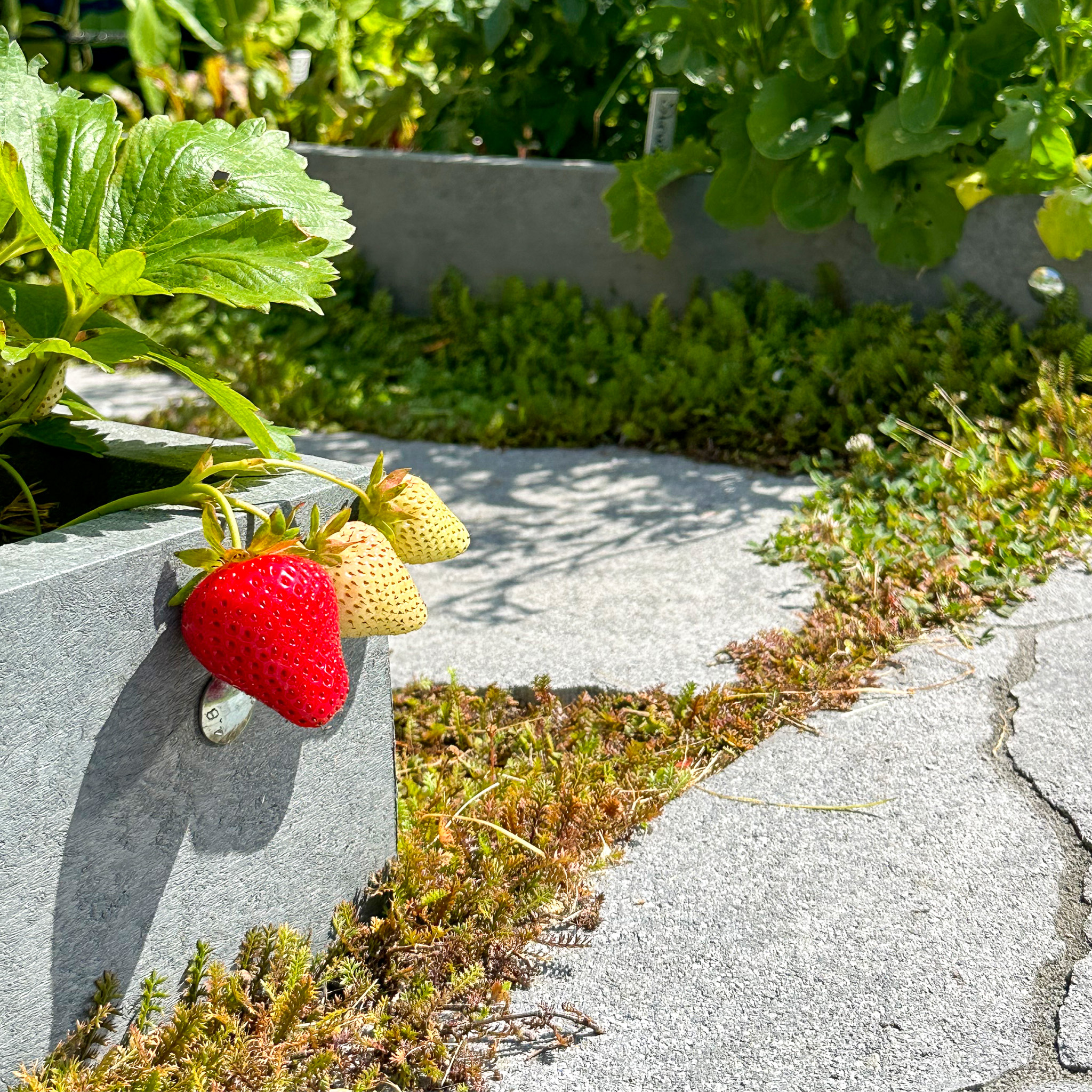 Strawberries in the MM-Airbak