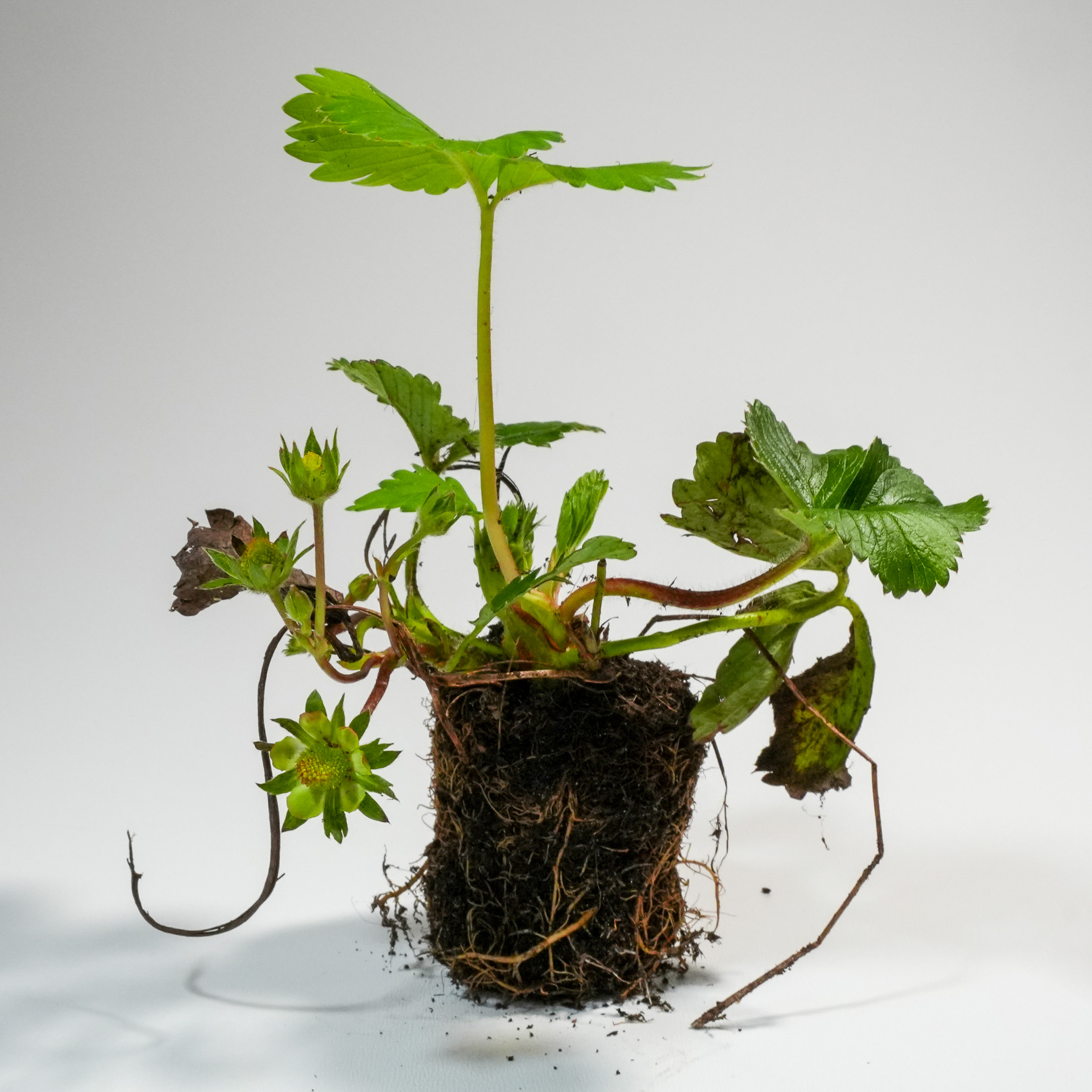 We deliver the Makkelijke Moestuin strawberry plants in sets of two