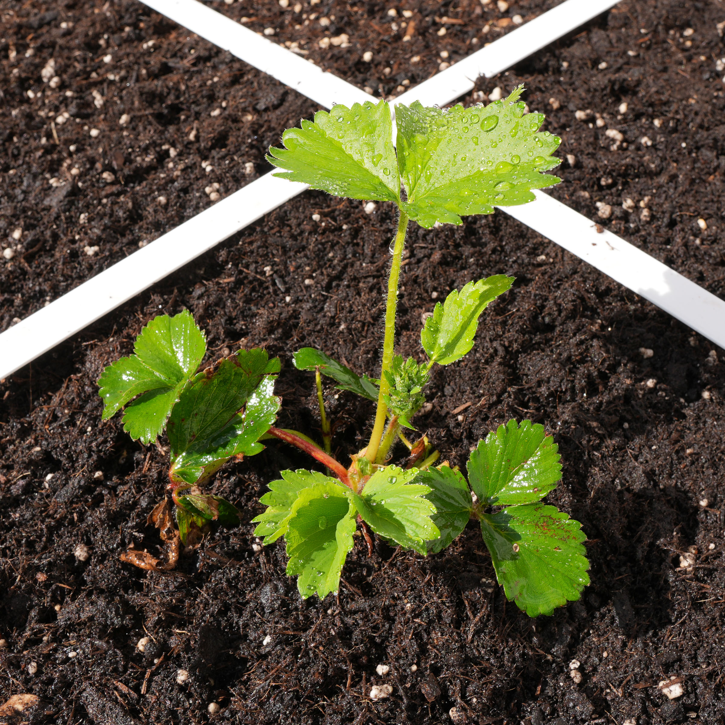 Newly planted strawberry plant