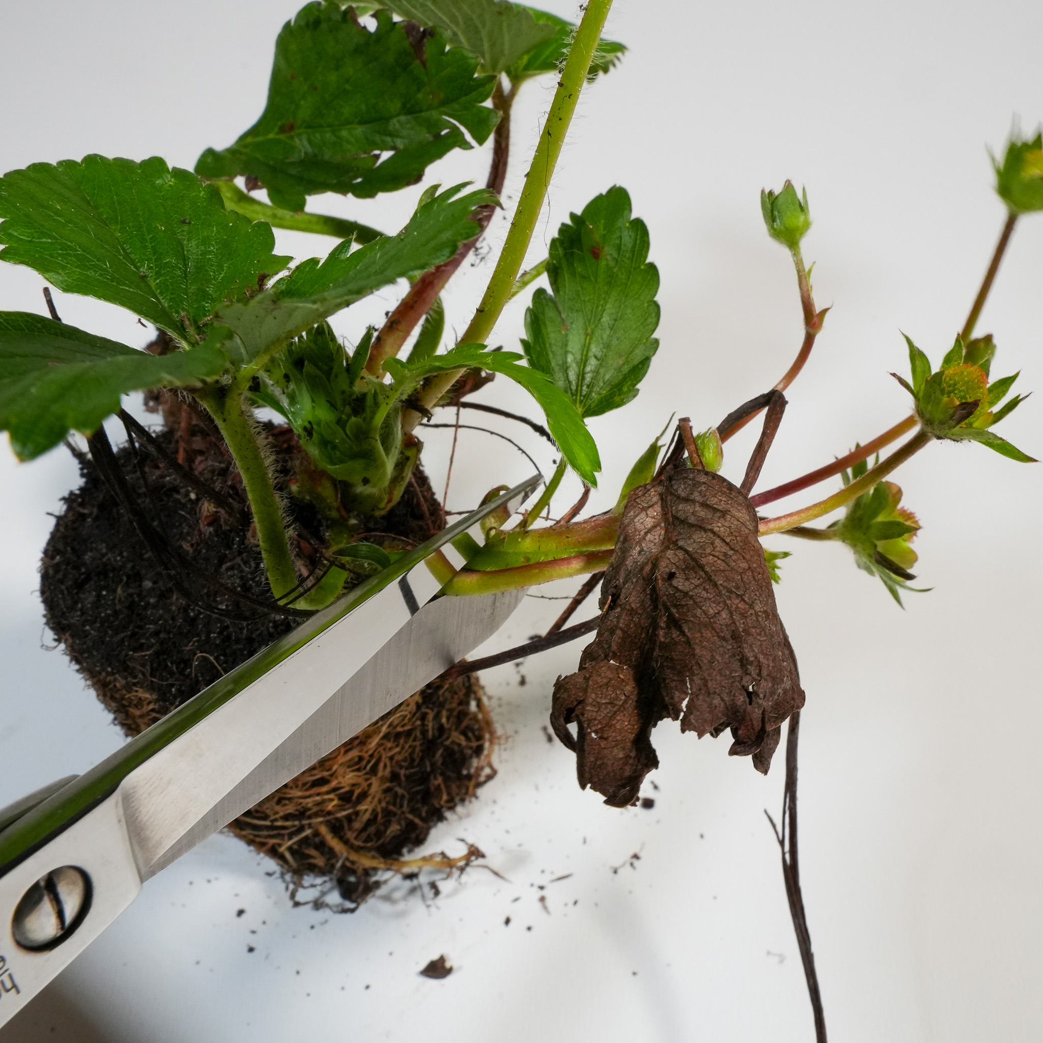 Moisten the roots of the strawberry plants well in a bowl of water before planting
