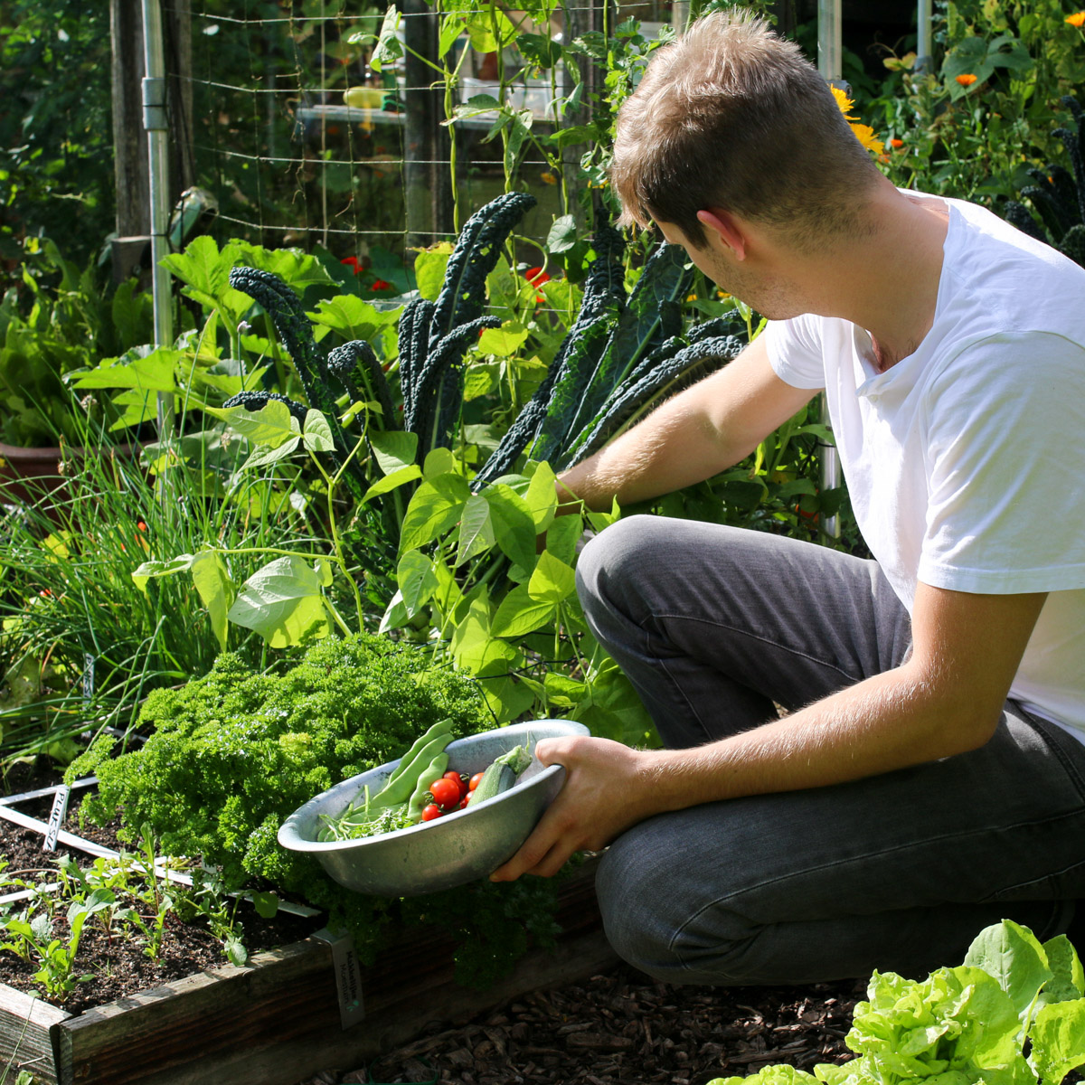 Makkelijke Moestuinbak met groentes in verschillende stadia