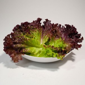Red lettuce