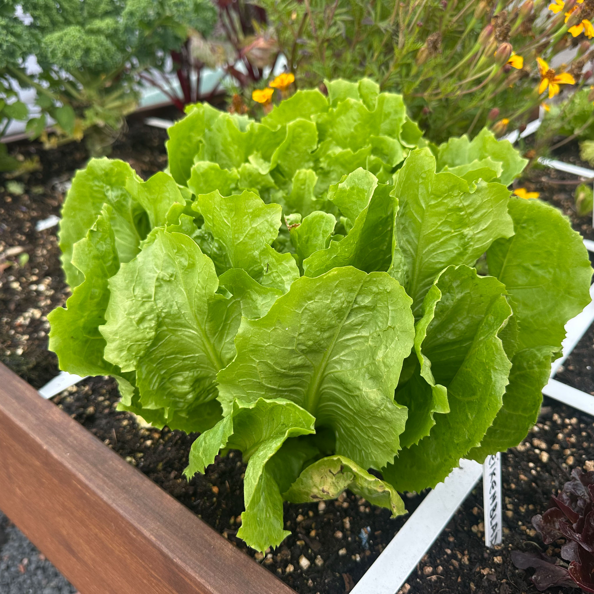 Summer endive