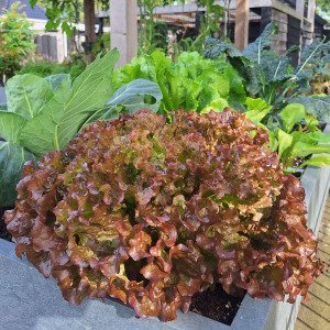 Red lettuce