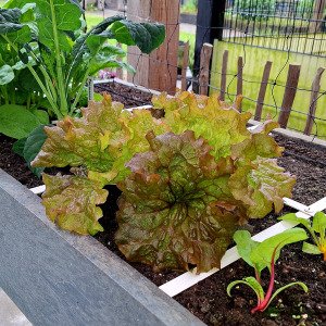 Red lettuce