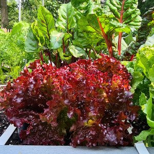 Red lettuce
