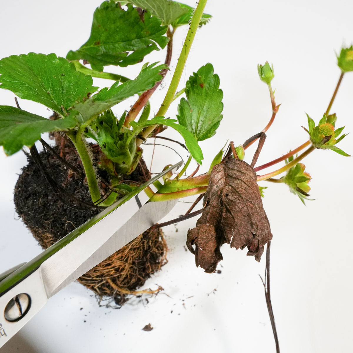 Knip bloeistengels van vorig jaar en bruin blad weg