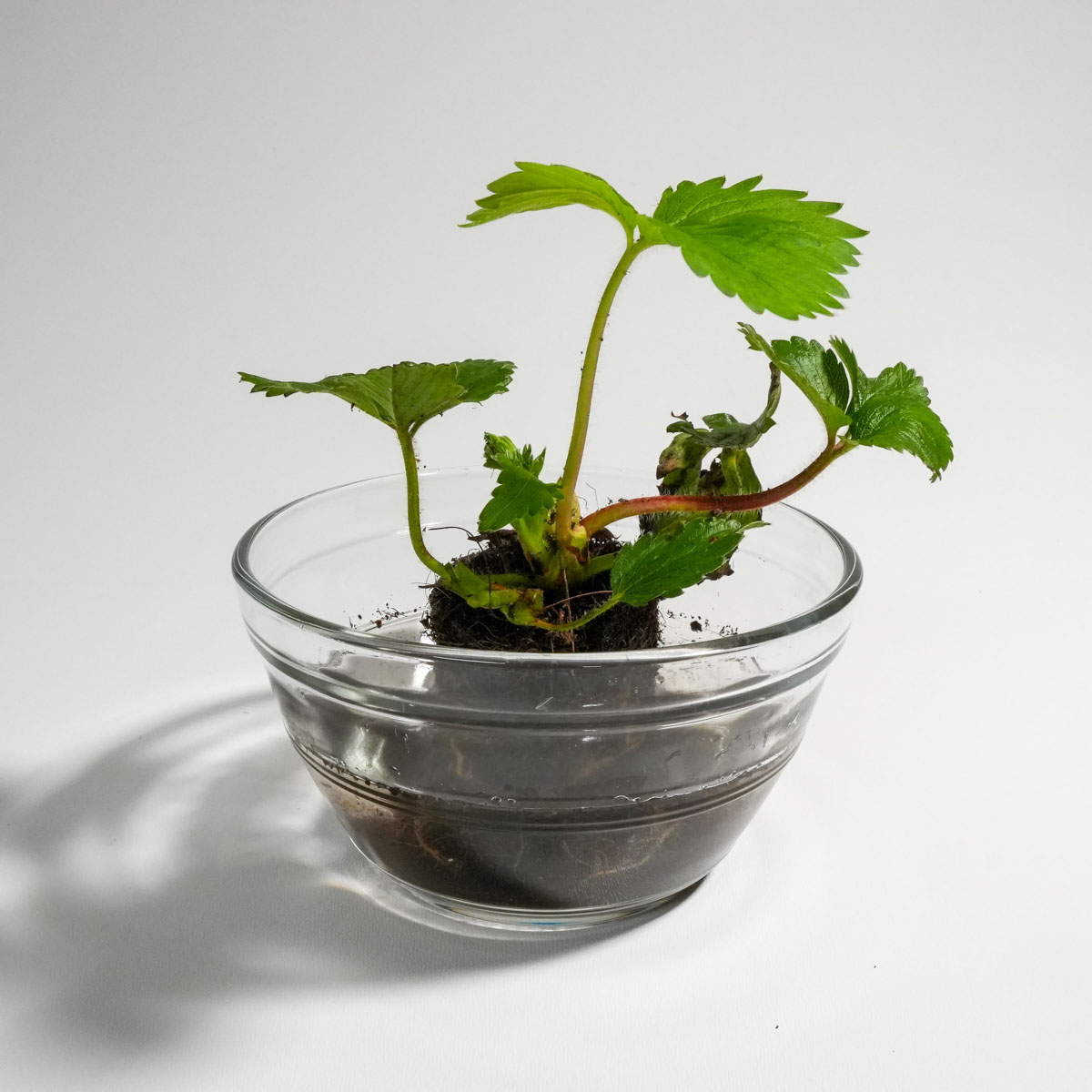 Maak je de wortelkluit van de plantjes goed nat