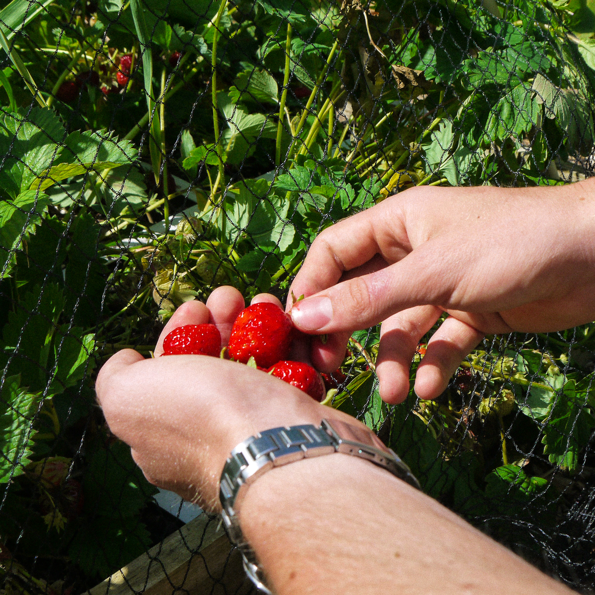 A net protects your ripe strawberries from birds.