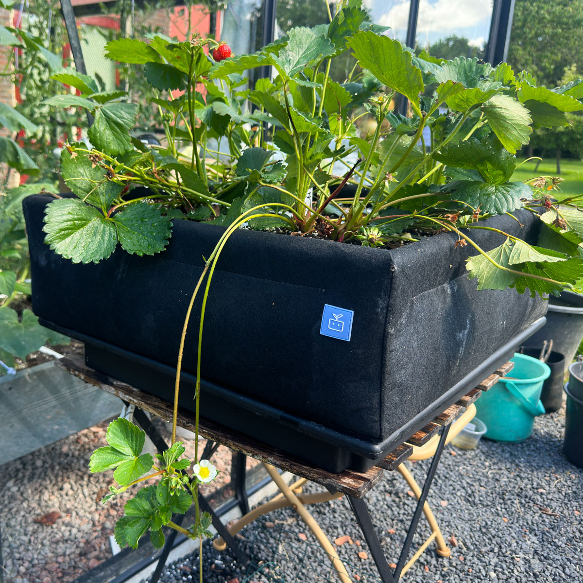 An offshoot of a young strawberry plant in a garden box.