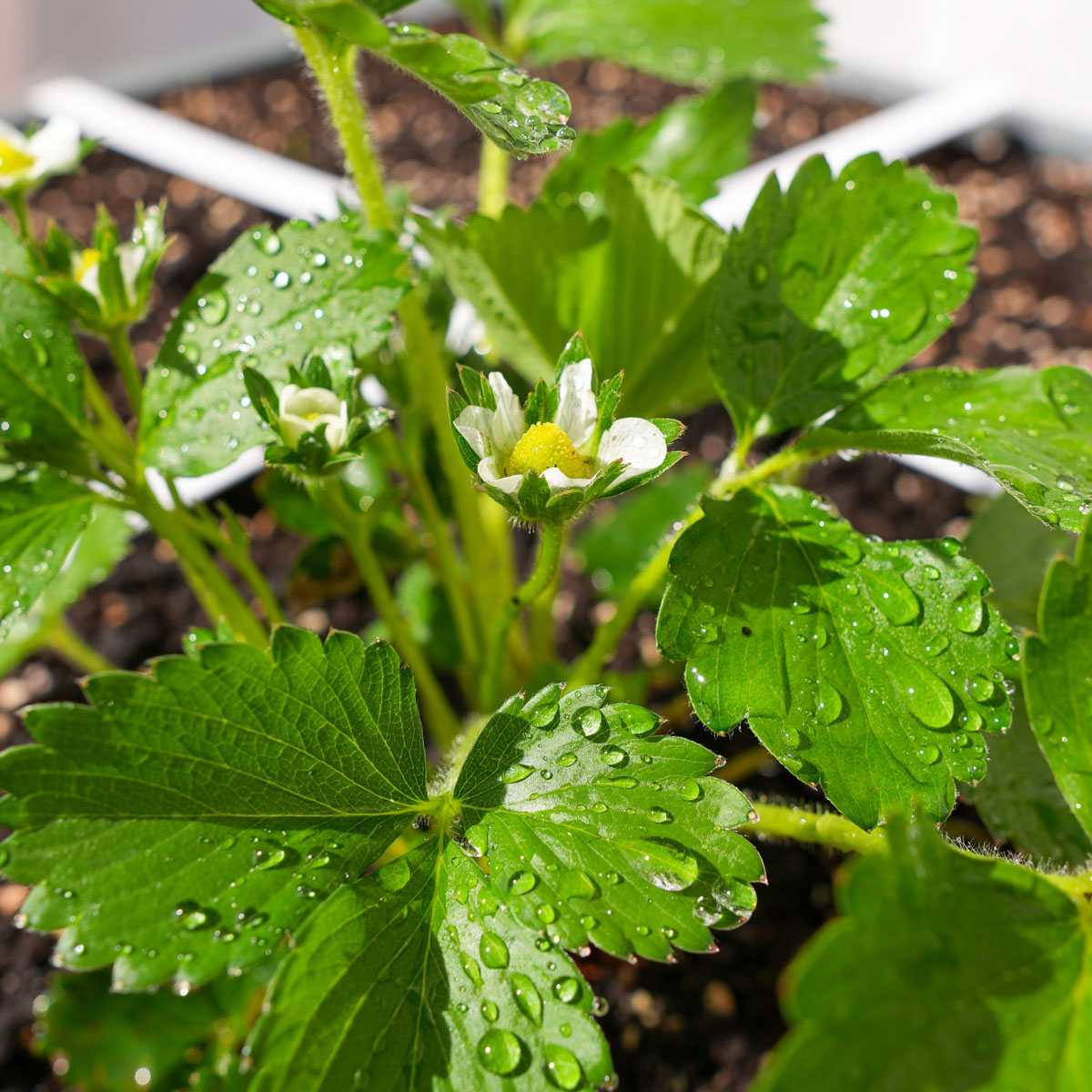 De eerste bloemetjes komen tevoorschijn aan het net uitgeplante aardbeiplantje