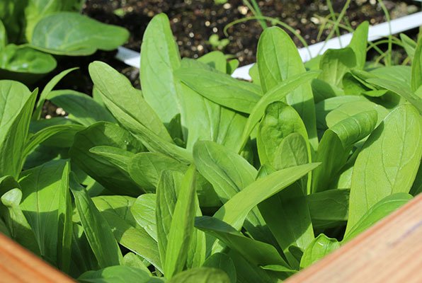 Lamb's lettuce growing in a covered cold frame