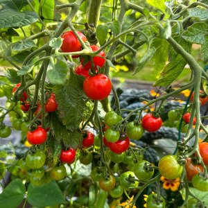 Cherry tomato