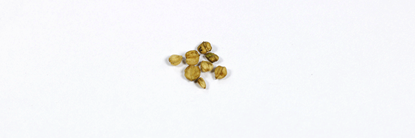 Lamb's lettuce seeds ready for sowing