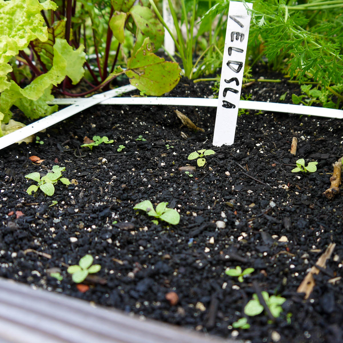 Small lamb's lettuce seedlings in MM-mix